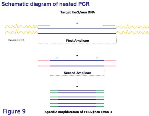 Nested pcr  NGS-PrimerPlex allows users to design primers for nested PCR with subsequent distribution of four primers among multiplex reactions considering both secondary